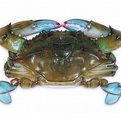 AQU  120/150G CRAB SOFT SHELL IMP RAW 1KG FRZ*