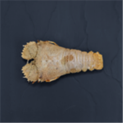 AQU  200-250G LRG BUGS WHOLE GREEN FRZ*