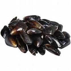 AQU 1KG LOCAL BLACK  MUSSELS P/ARLINGTON*