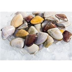 AQU 1KG PIPPIES IMPORT SMOOTH SHELL FRZ*