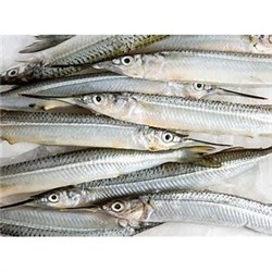 AQU 180-280 GARFISH WHOLE GUTTED FRESH R/W*
