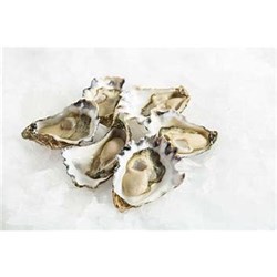 AQU 1 DOZ NSW OYSTERS FRESH PLATE SIZE MED OPEN*