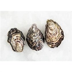 AQU 1DOZ PACIFIC OYSTERS BISTRO SMALL CLOSED*