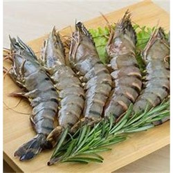 AQU 1KG PRAWNS AUSSIE  WHOLE GREEN TIGER U10 QLD*