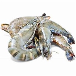 AQU 1KG PRAWN TIGER WHOLE GREEN RW SIZE 10/15 QLD*