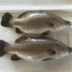 AQU MURRAY COD FILLETS WING ON*