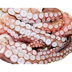 AQU 1KG OCTOPUS ARMS FZN*