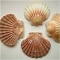 AQU 15DOZ SCALLOP SHELLS*