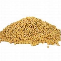 NSM 1KG YELLOW MUSTARD SEEDS