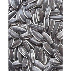 NSM 1KG SUNFLOWER SEEDS