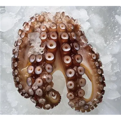 AQU 1KG OCTOPUS HANDS FZN SIZE 1/2*