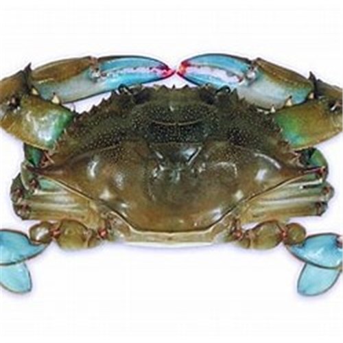 AQU  120/150G CRAB SOFT SHELL IMP RAW 1KG FRZ*