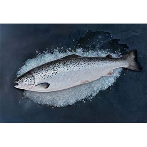 AQU 4-6KG  ATLANTIC SALMON WHOLE TAS FRESH*