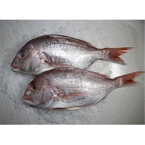 AQU 400-600G BABY SNAPPER WHOLE FRESH GUTTED*