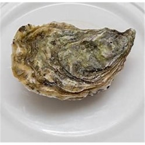 AQU 1 DOZ OYSTER PACIFIC PLATE(MED) CLOSED*