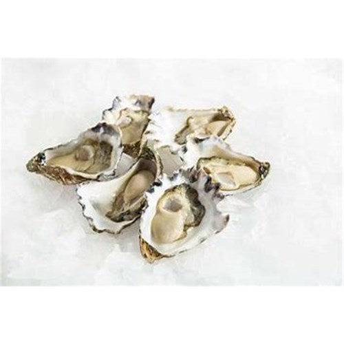 AQU 1 DOZ NSW OYSTERS FRESH PLATE SIZE MED OPEN*