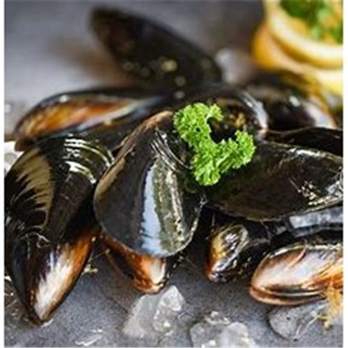 AQU 1KG MUSSEL SPRING BAY (TAS) VAC PACK  FRESH*