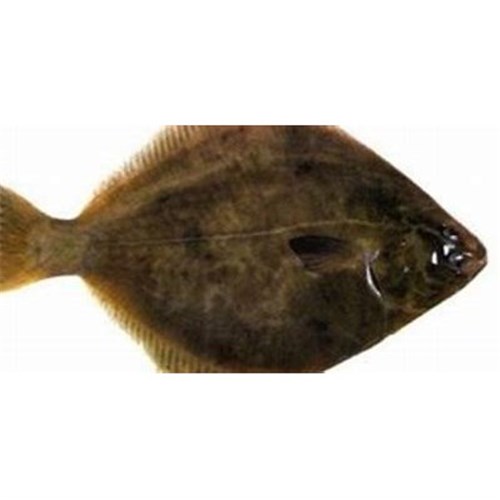 AQU WHOLE FLOUNDER 500/600G R/W FRZ*